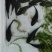 虎头鲨鱼苗，沙塘鳢鱼苗