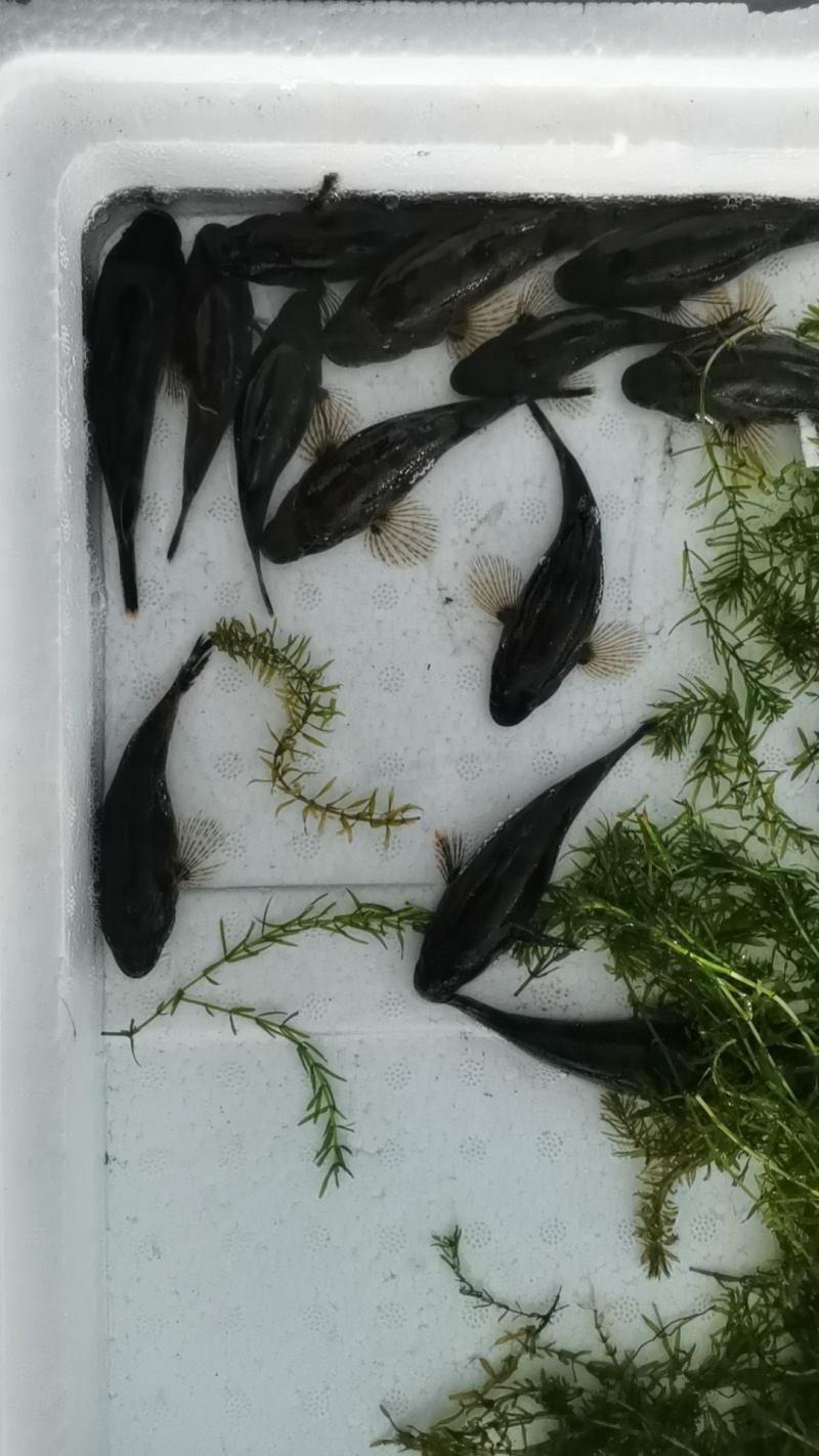 虎头鲨鱼苗，沙塘鳢鱼苗