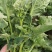油菜苔