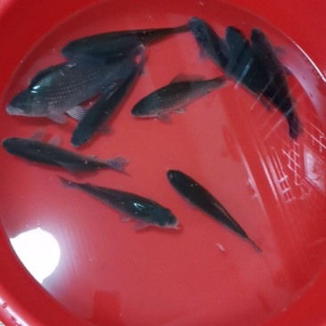 水库活+死鲫鱼