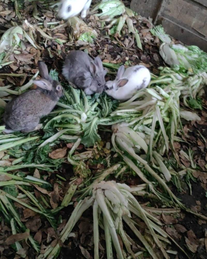 兔子活的，肉吃