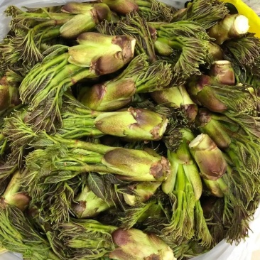通化刺嫩芽