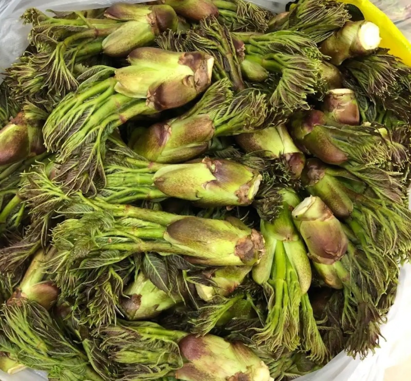 通化刺嫩芽