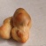 鸡宝