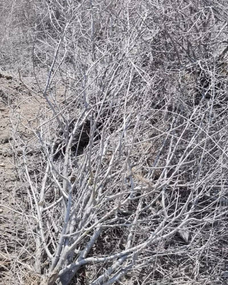 白菜价野樱莓大树苗5-7年可占地可绿化成活率高只卖一周