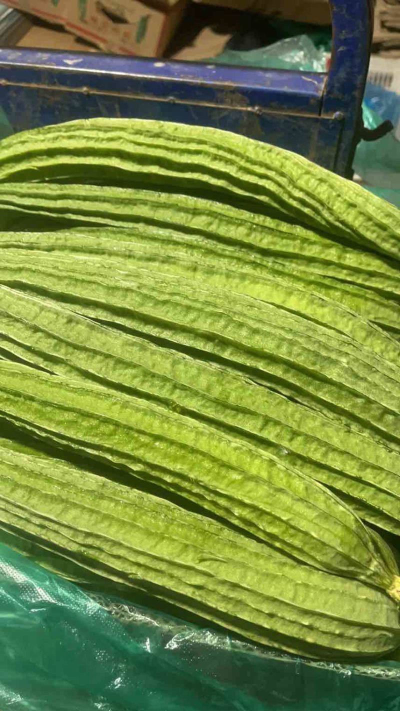 本地棱丝瓜