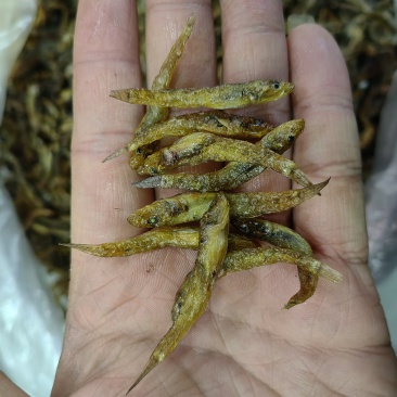 大量黄鱼上新今年新货现炸现卖