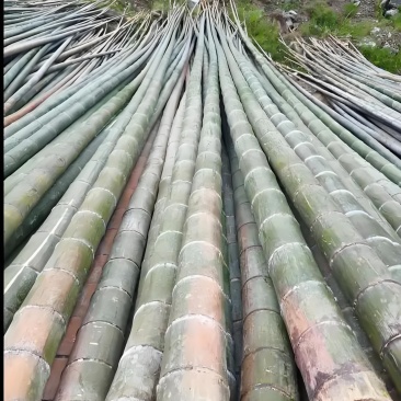 楠竹