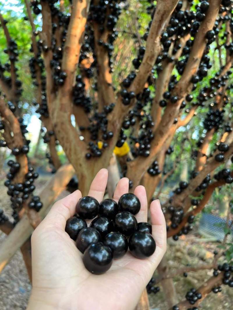 嘉宝果云南热带水果风味口感好营养价值高按需做货
