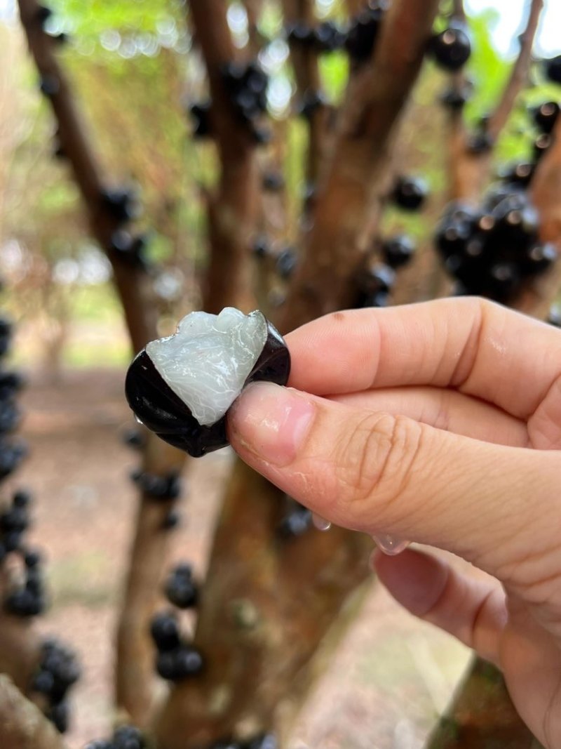 嘉宝果云南热带水果风味口感好营养价值高按需做货