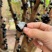 嘉宝果云南热带水果风味口感好营养价值高按需做货