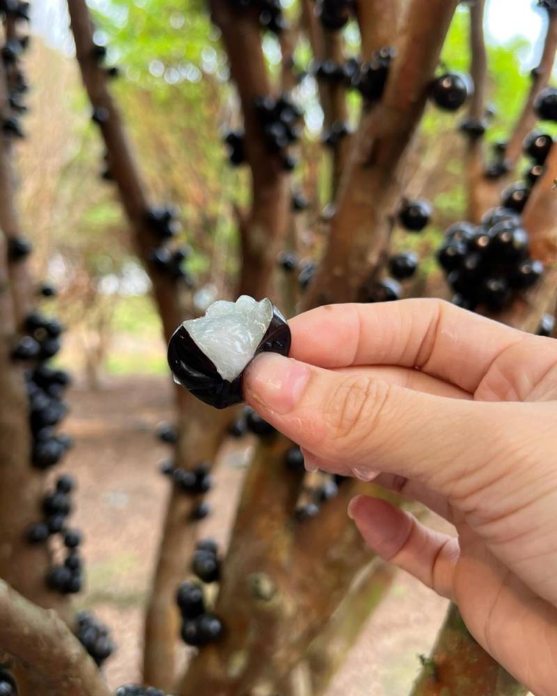 嘉宝果云南热带水果风味口感好营养价值高按需做货