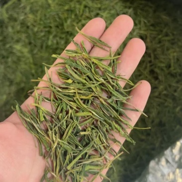 冬茶安吉白