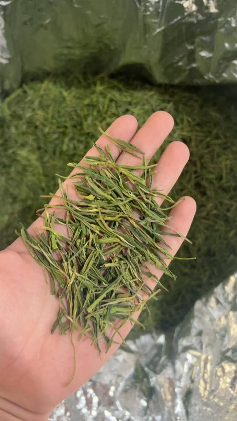 冬茶安吉白