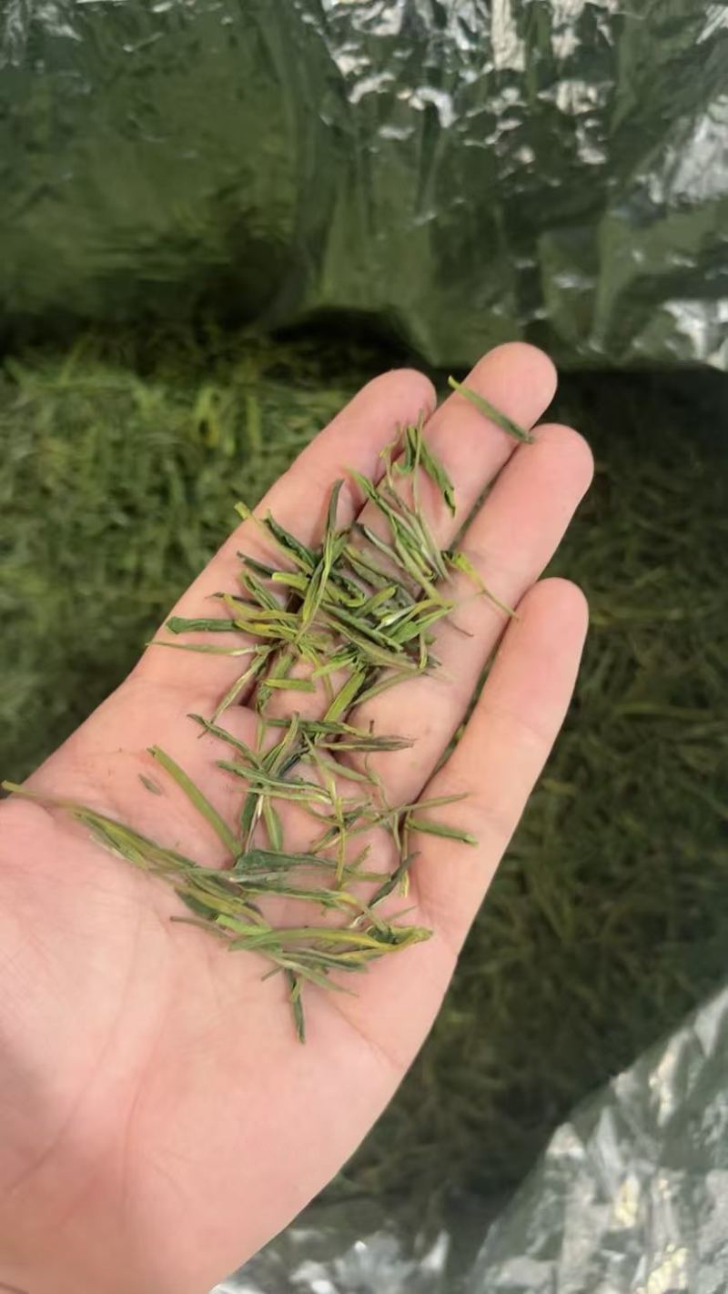 冬茶安吉白