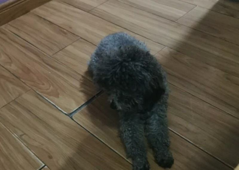 2岁多的泰迪