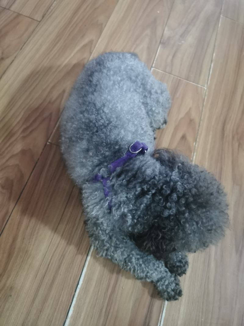 2岁多的泰迪