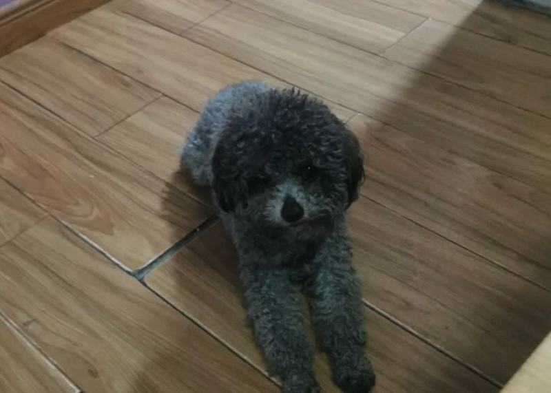 2岁多的泰迪