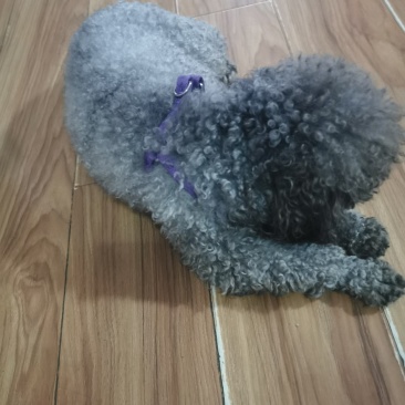2岁多的泰迪