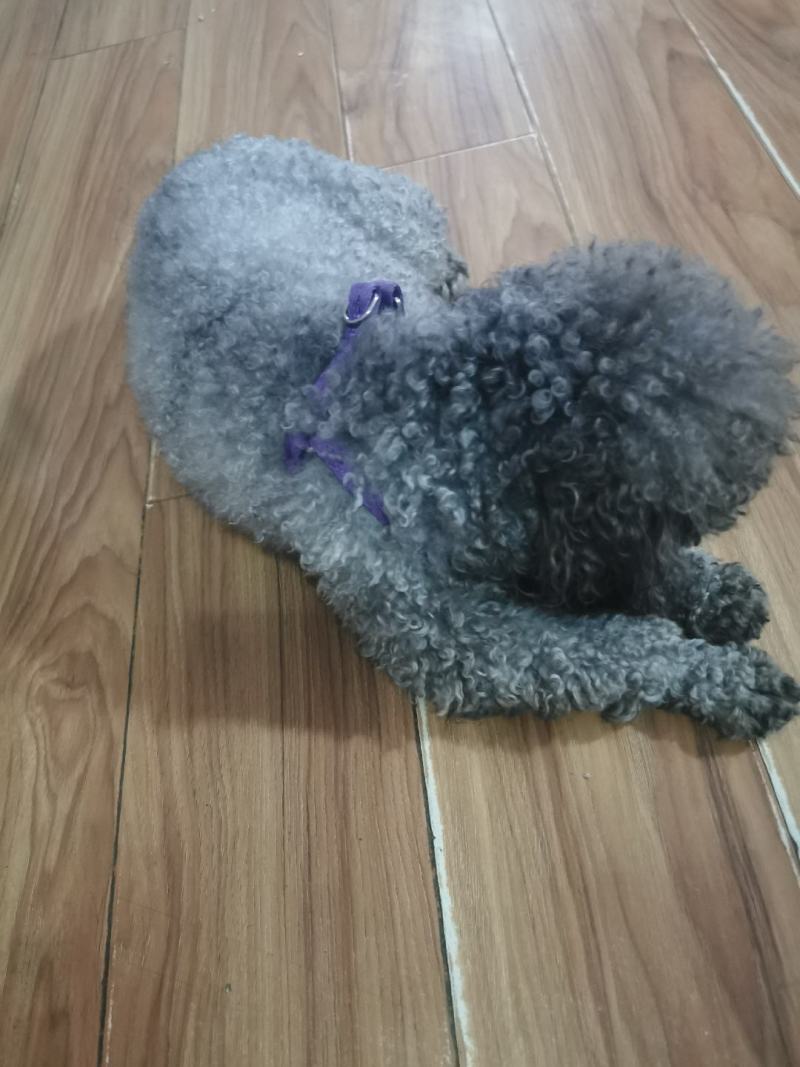 2岁多的泰迪