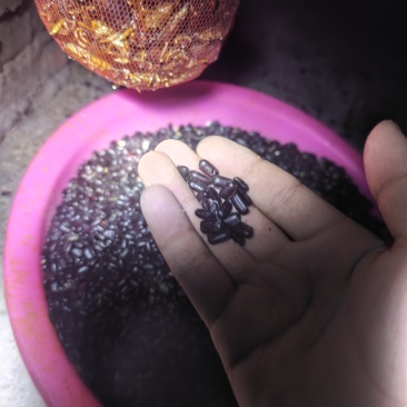 美洲大蠊虫卵常年有货