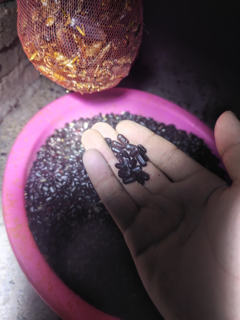 美洲大蠊虫卵常年有货