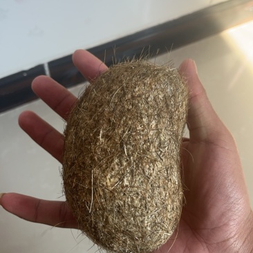 猪宝