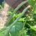 白芸豆大量上市