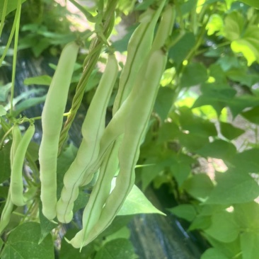 白芸豆大量上市