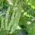 白芸豆大量上市