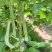 白芸豆大量上市