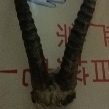 黄羊角