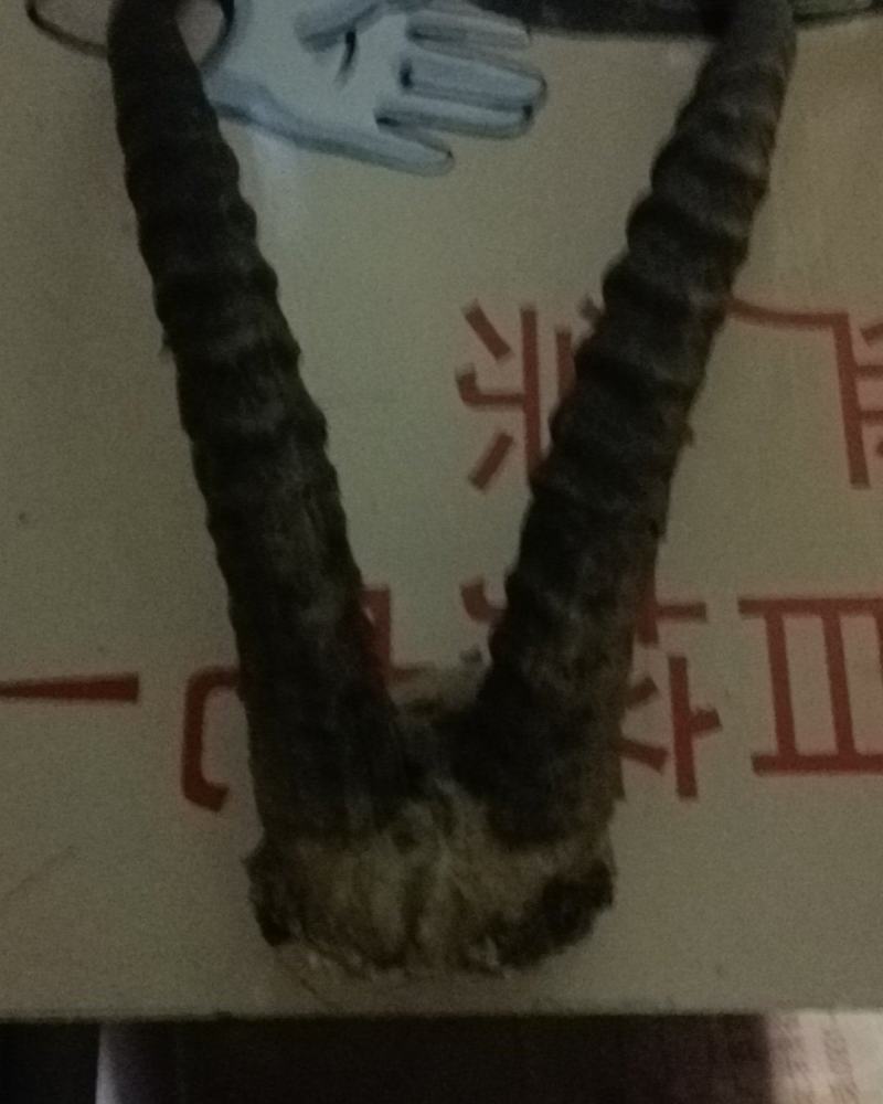 黄羊角