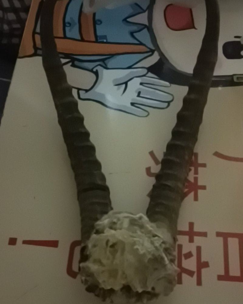 黄羊角