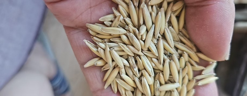 俄罗斯白燕麦
