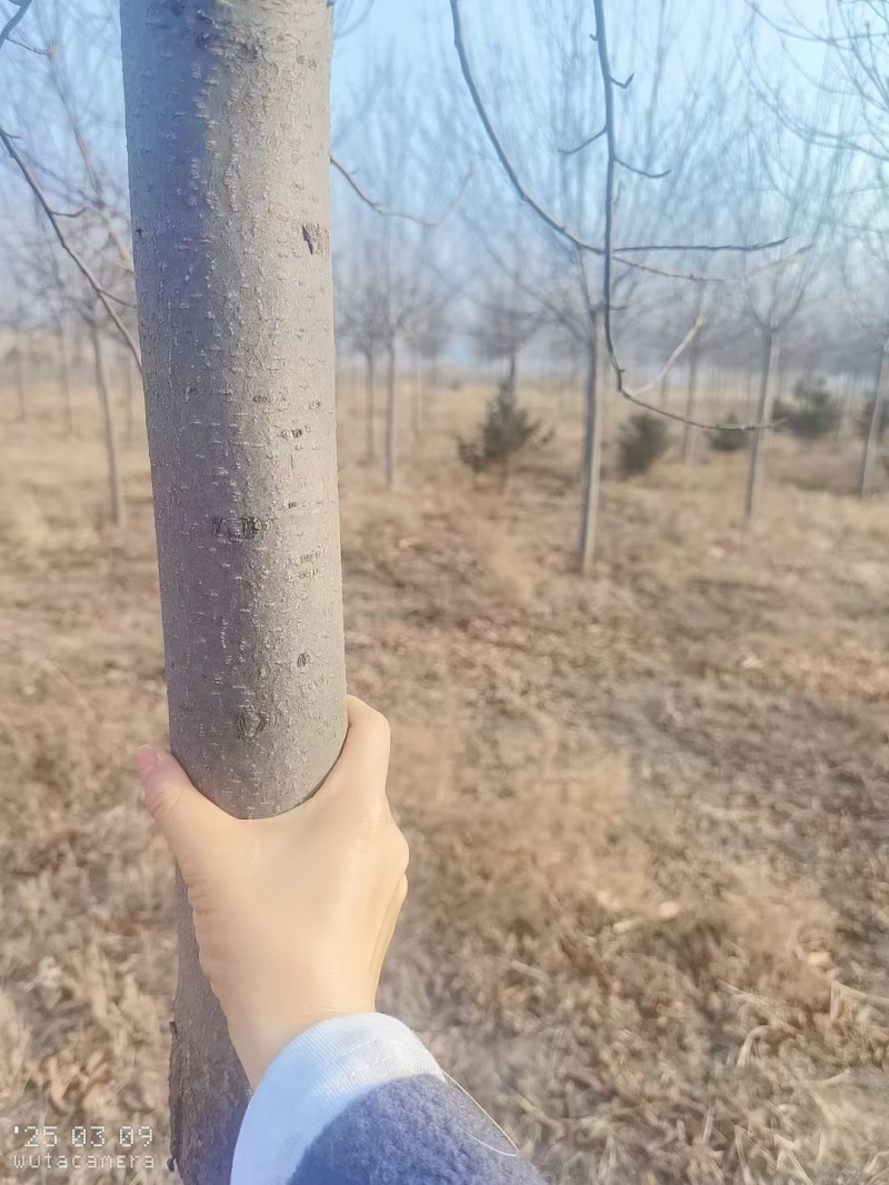 出售紫叶稠李树木
