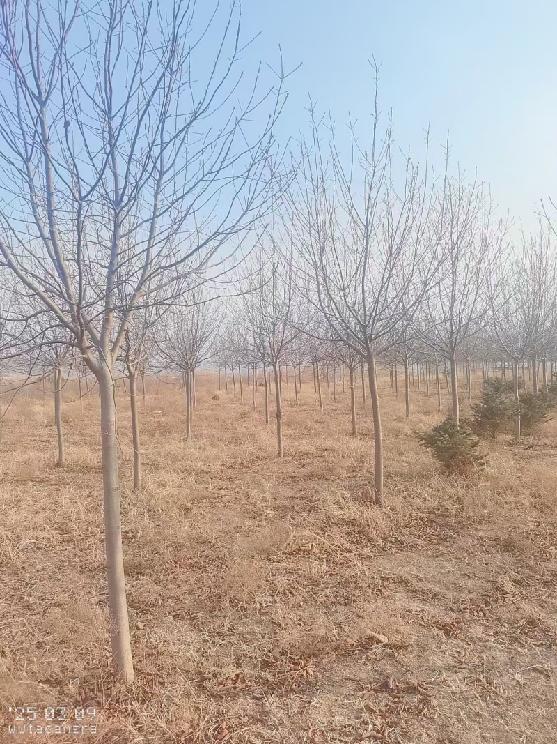 出售紫叶稠李树木