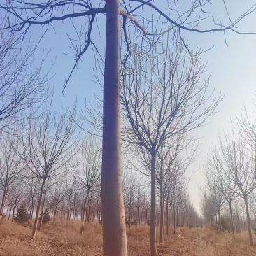出售紫叶稠李树木