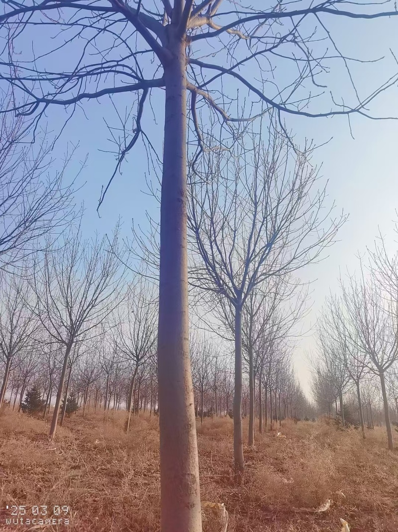 出售紫叶稠李树木