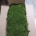 野生苔藓造景