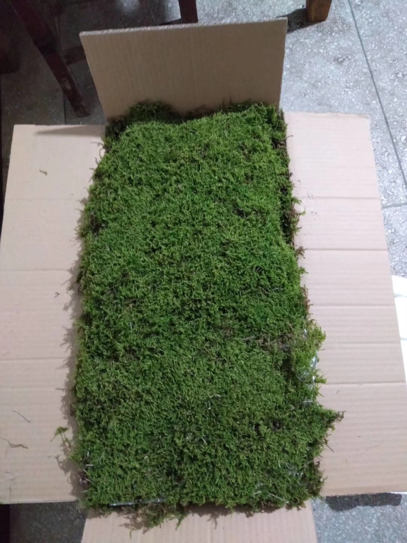 野生苔藓造景