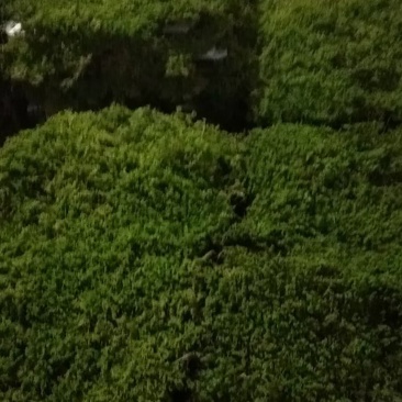 野生苔藓造景