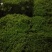 野生苔藓造景