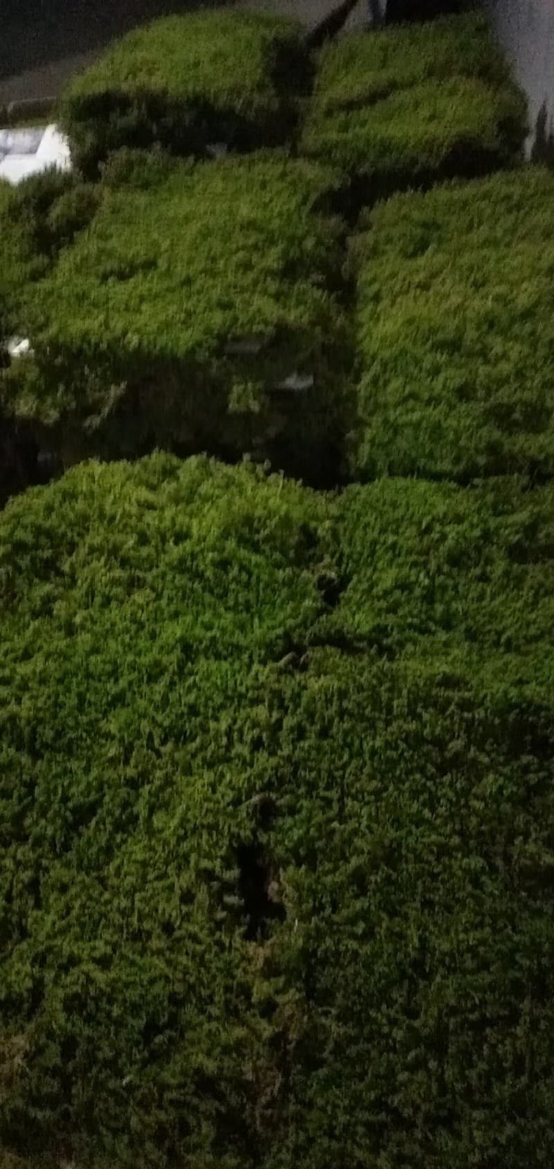 野生苔藓造景