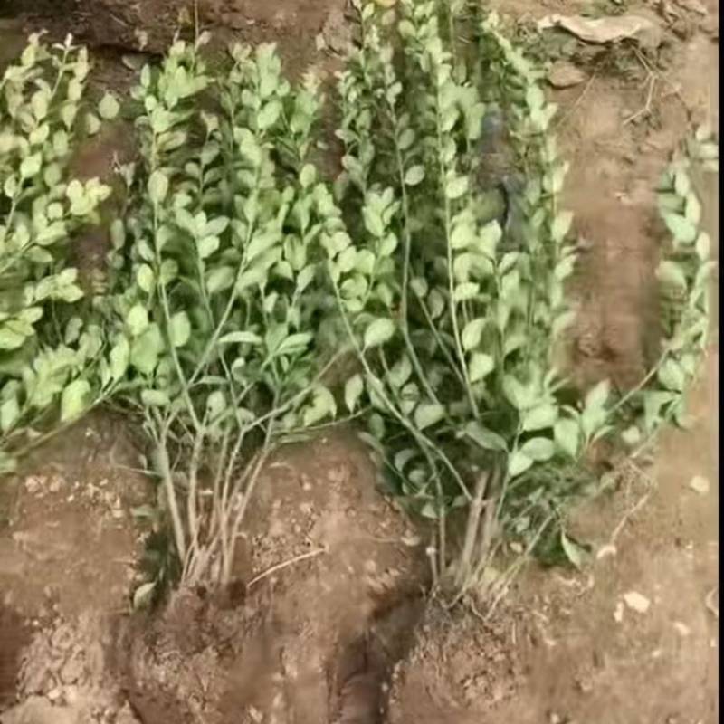 卫矛球冬青绿化树苗庭院绿篱笆工程苗四季常青北海道耐寒