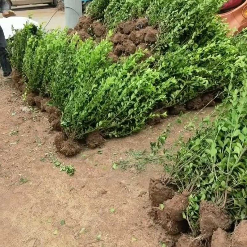 卫矛球冬青绿化树苗庭院绿篱笆工程苗四季常青北海道耐寒