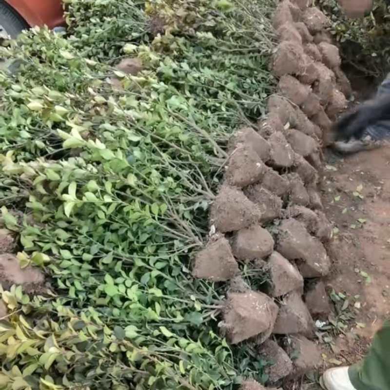 卫矛球冬青绿化树苗庭院绿篱笆工程苗四季常青北海道耐寒