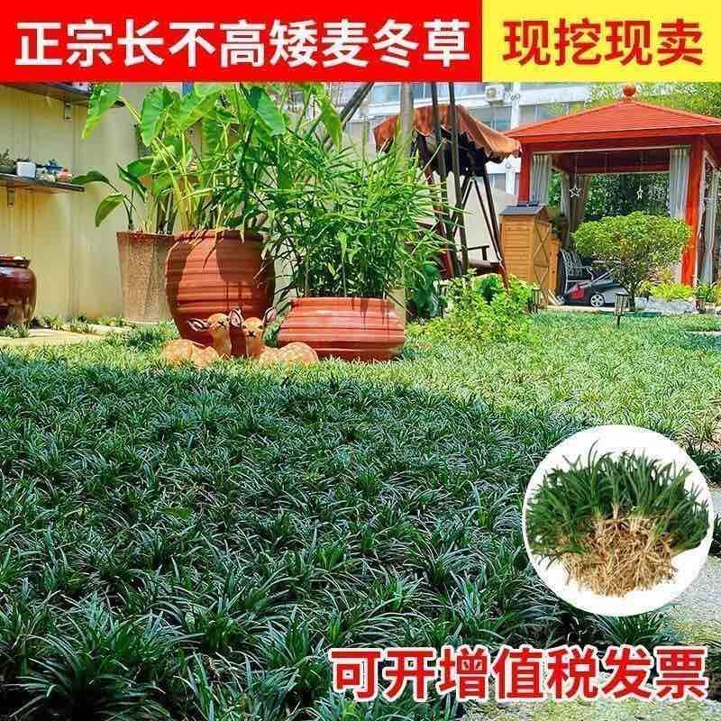 批发日本矮麦冬草苗超矮特级一品耐阴耐寒四季