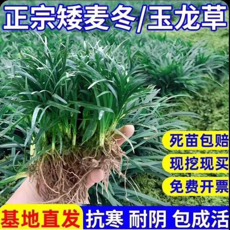 批发日本矮麦冬草苗超矮特级一品耐阴耐寒四季