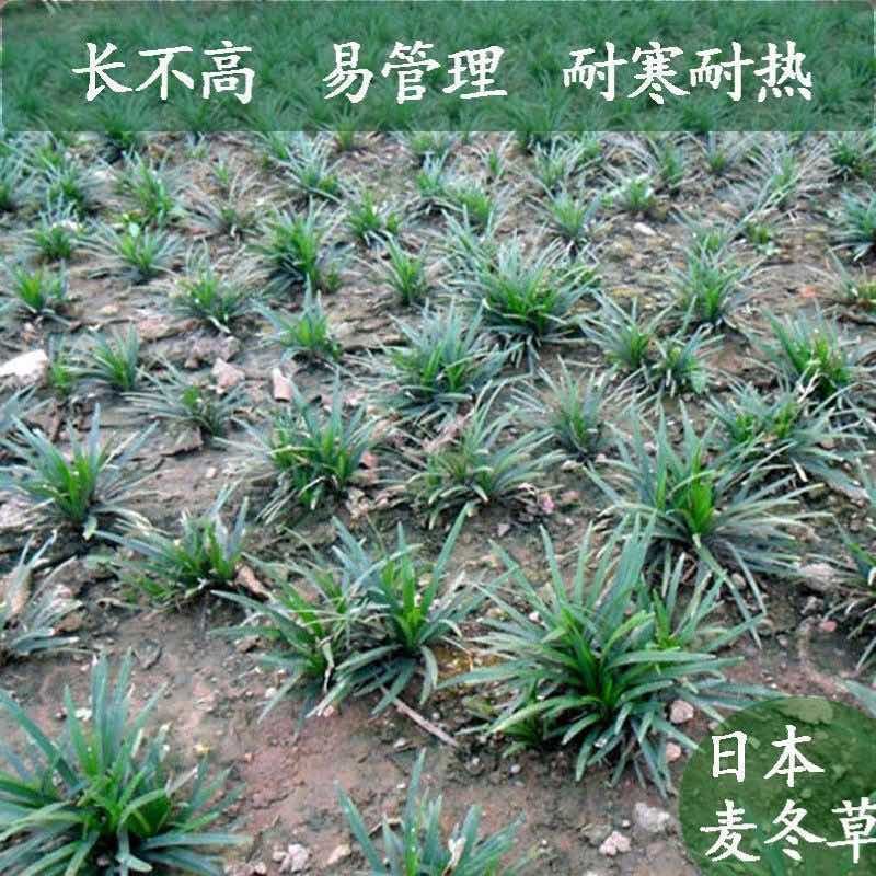 批发日本矮麦冬草苗超矮特级一品耐阴耐寒四季